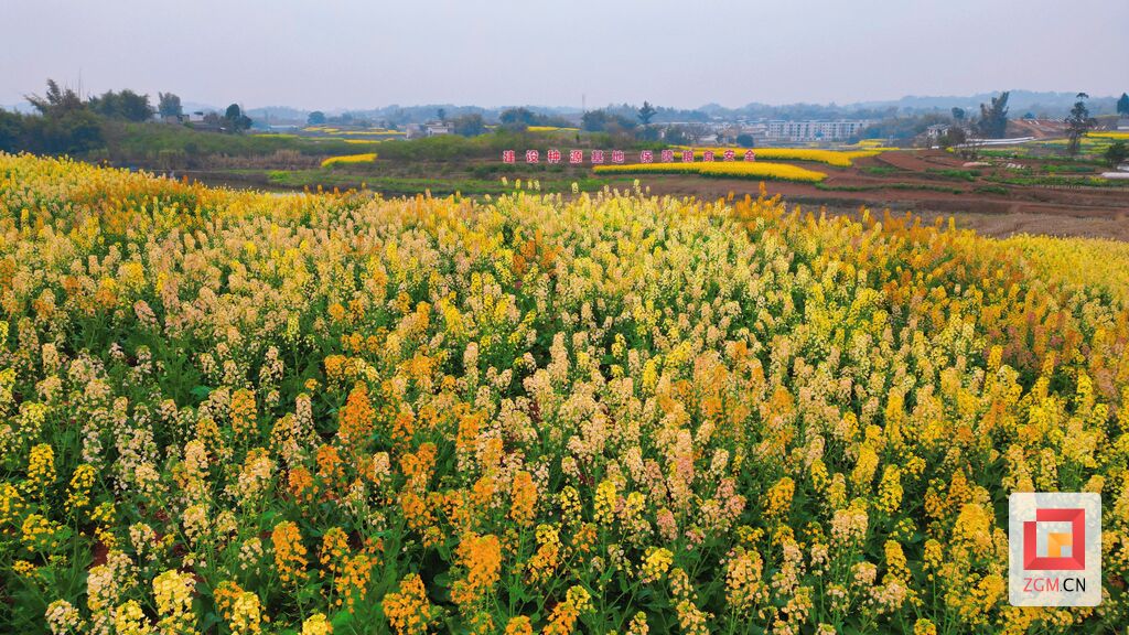 沿滩九洪乡：农文旅融合 油菜花开引客来-1.jpg