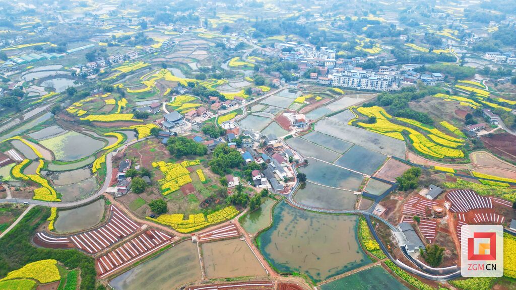 沿滩九洪乡：农文旅融合 油菜花开引客来-4.jpg