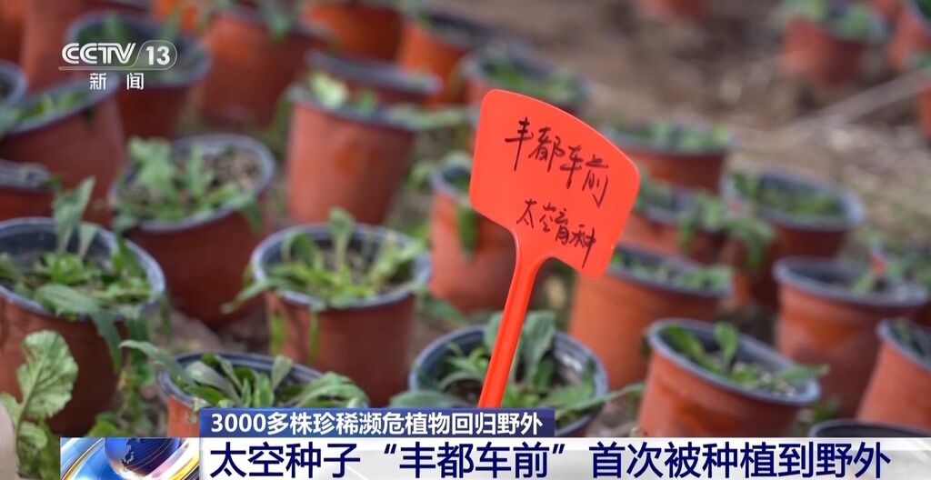 太空种子“丰都车前”首次被种植到野外-2.jpg