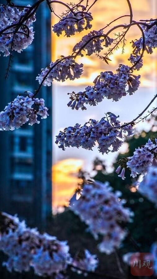 春天去哪儿看花？这份全国春日赏花地图带你找找灵感-2.jpg