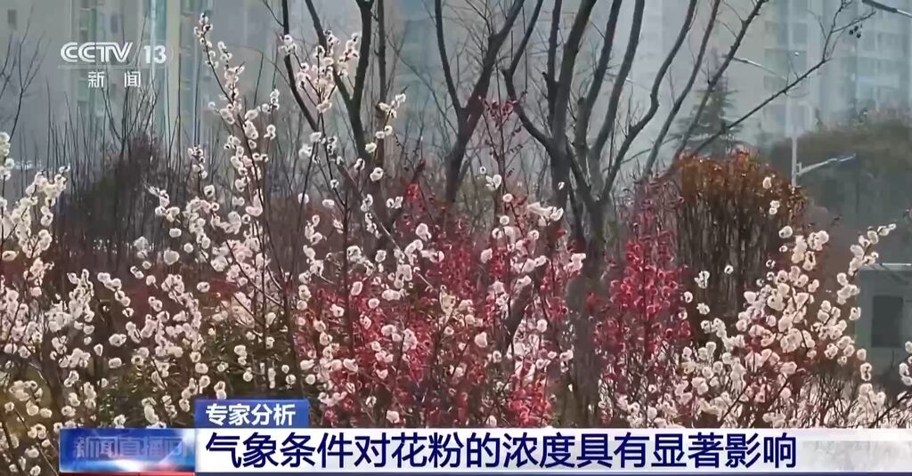 气象条件对花粉浓度有哪些影响？花粉季要注意什么？专家解答-3.jpg