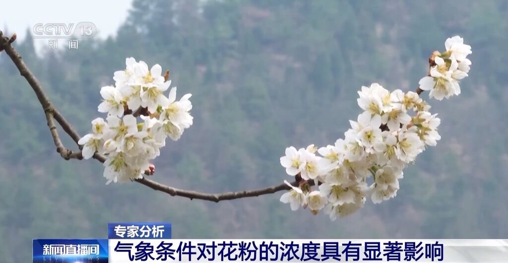 气象条件对花粉浓度有哪些影响？花粉季要注意什么？专家解答-1.jpg
