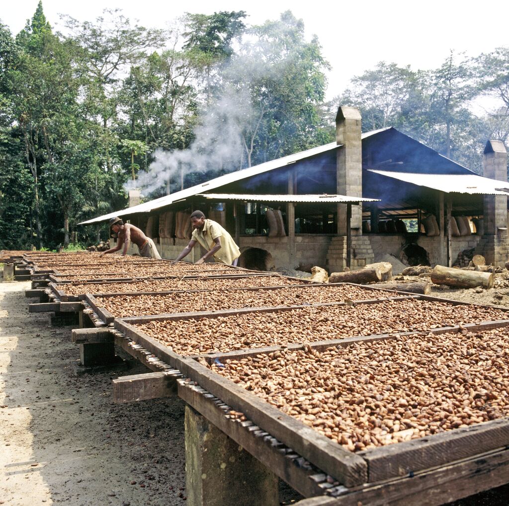 可可豆飙出历史天价 巧克力要吃不起了？-2.jpg