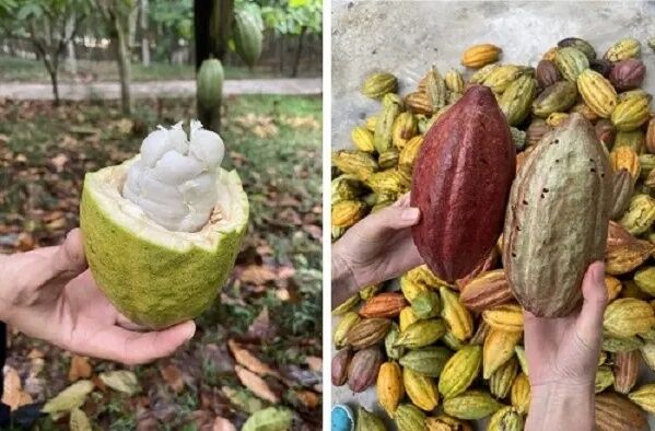 可可豆飙出历史天价 巧克力要吃不起了？-6.jpg