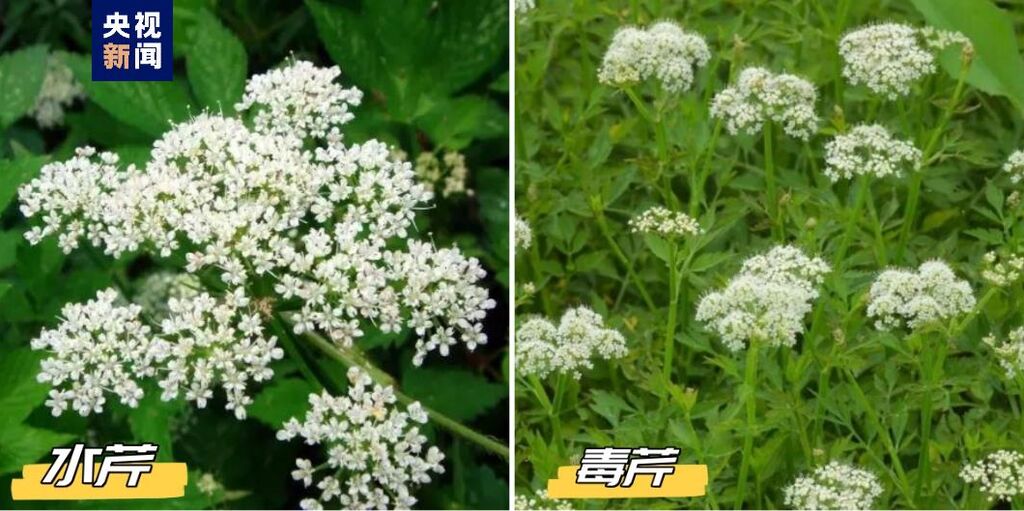 美味却伴风险 有人误食身亡！这些植物有毒 小心误采误食-3.jpg
