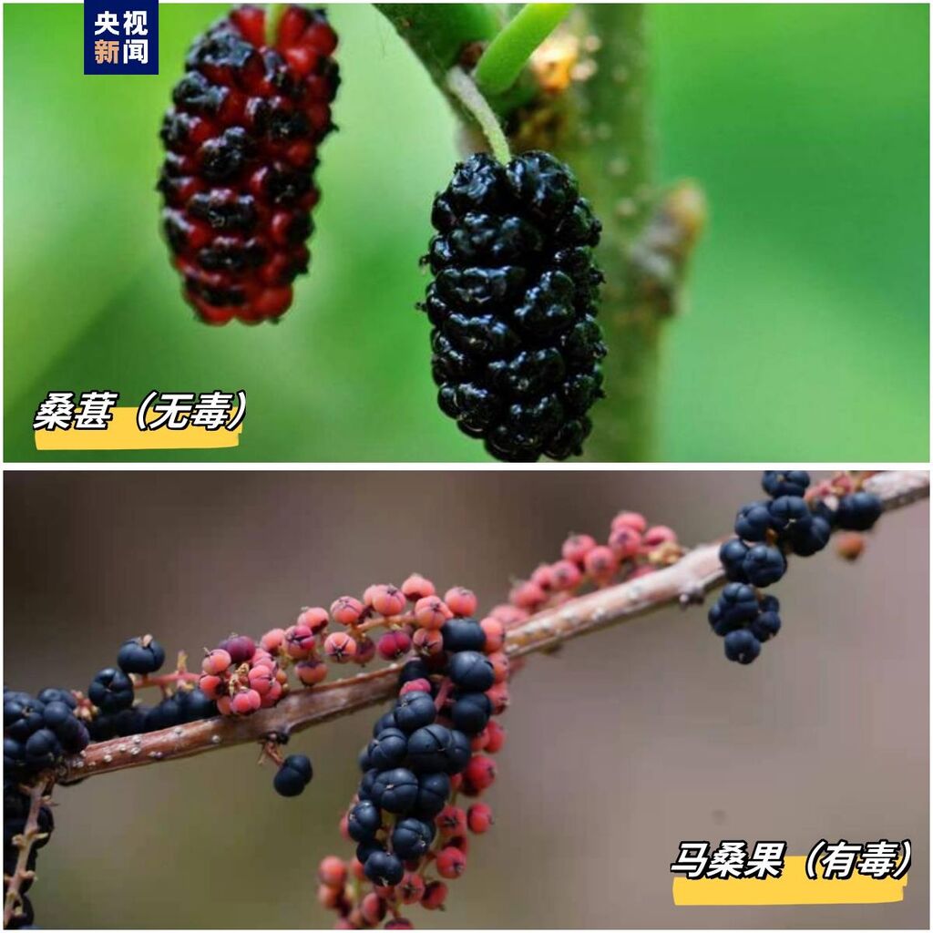 美味却伴风险 有人误食身亡！这些植物有毒 小心误采误食-4.jpg
