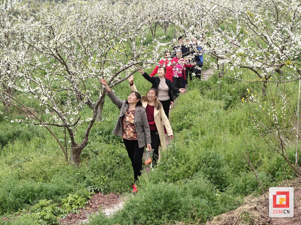 富全镇蒲余村：李花绽放村民欢欣鼓舞 共绘兴村富民新画卷-1.jpg