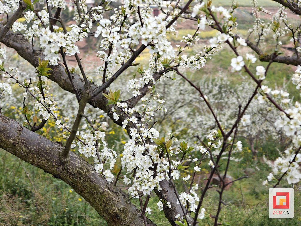 富全镇蒲余村：李花绽放村民欢欣鼓舞 共绘兴村富民新画卷-3.jpg