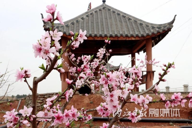 桃花朵朵开，资中县梨园村248亩桃花静待客来-3.jpg