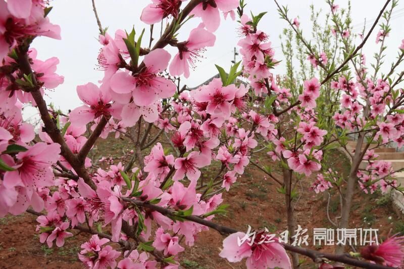 桃花朵朵开，资中县梨园村248亩桃花静待客来-1.jpg