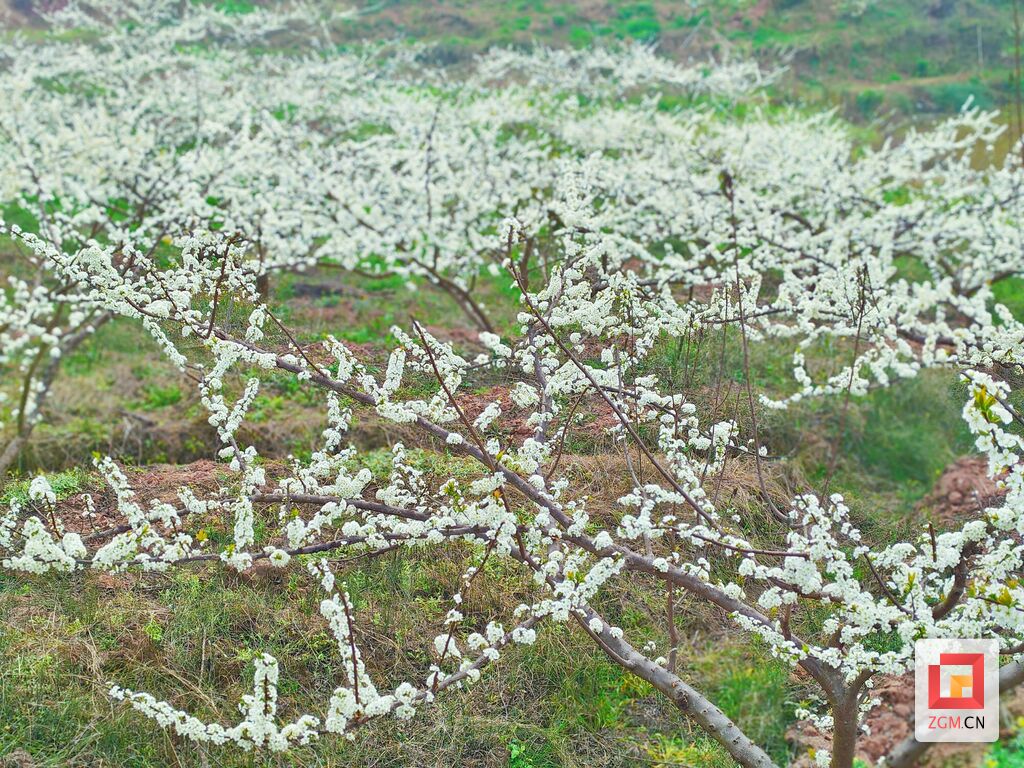 富顺县李桥镇：相约上春山 共画秀美图-3.jpg