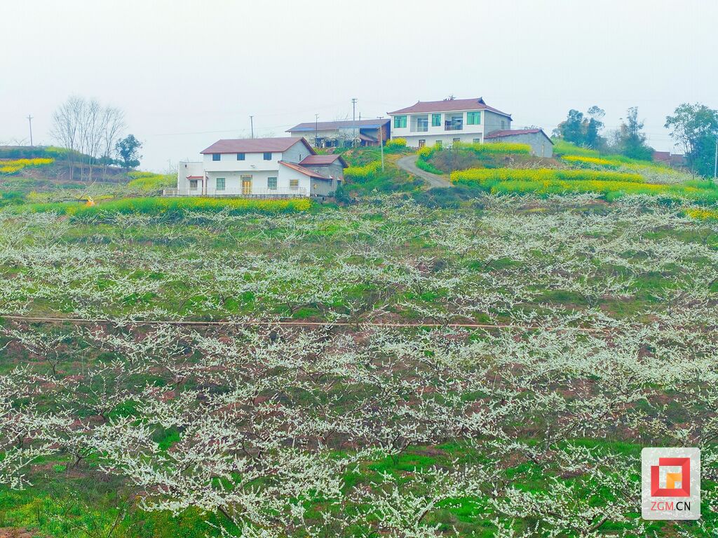 富顺县李桥镇：相约上春山 共画秀美图-4.jpg