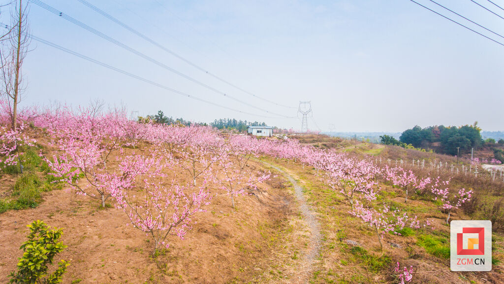 图片新闻 赏花正当时：飞来寺桃林繁花似锦-1.jpg