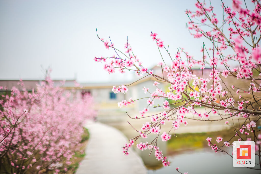 图片新闻 赏花正当时：飞来寺桃林繁花似锦-4.jpg