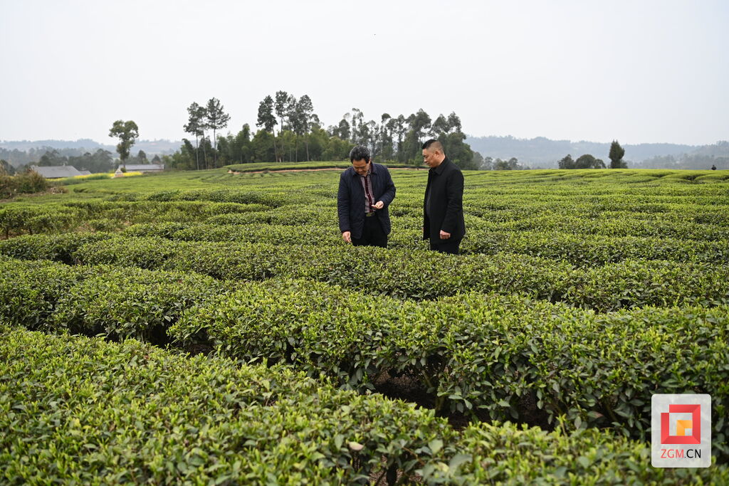 荣县双古镇春茶成绩单：采摘独芽鲜叶100余万斤 入账1.2亿元-1.jpg