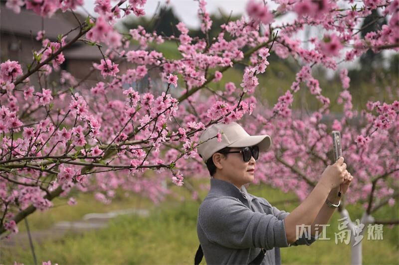 桃花朵朵开！来内江这里享春光——-5.jpg
