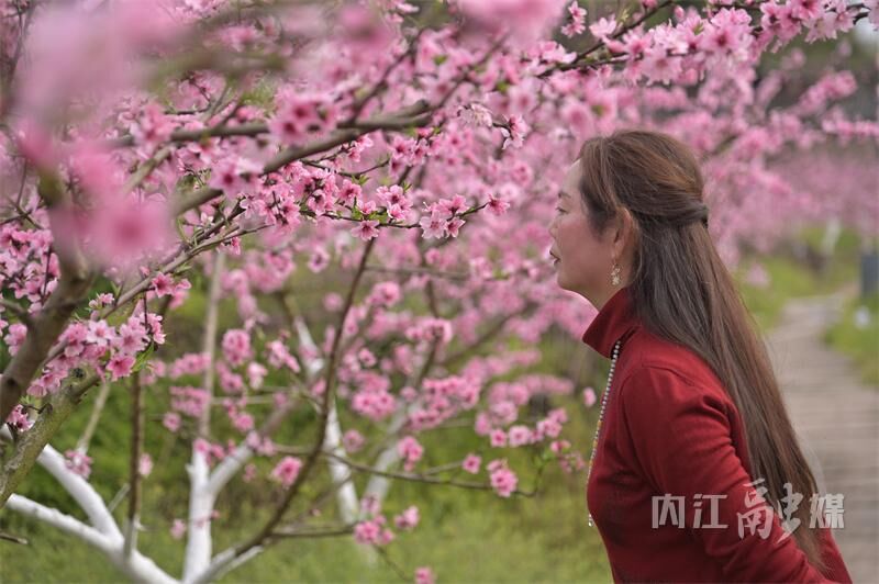 桃花朵朵开！来内江这里享春光——-4.jpg