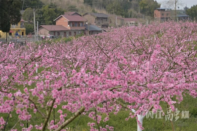 桃花朵朵开！来内江这里享春光——-1.jpg