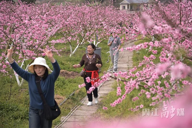 桃花朵朵开！来内江这里享春光——-10.jpg