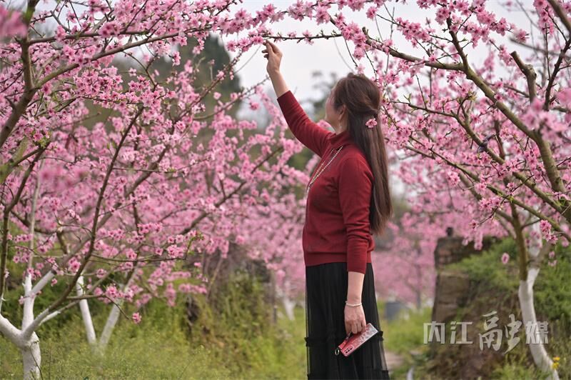 桃花朵朵开！来内江这里享春光——-9.jpg