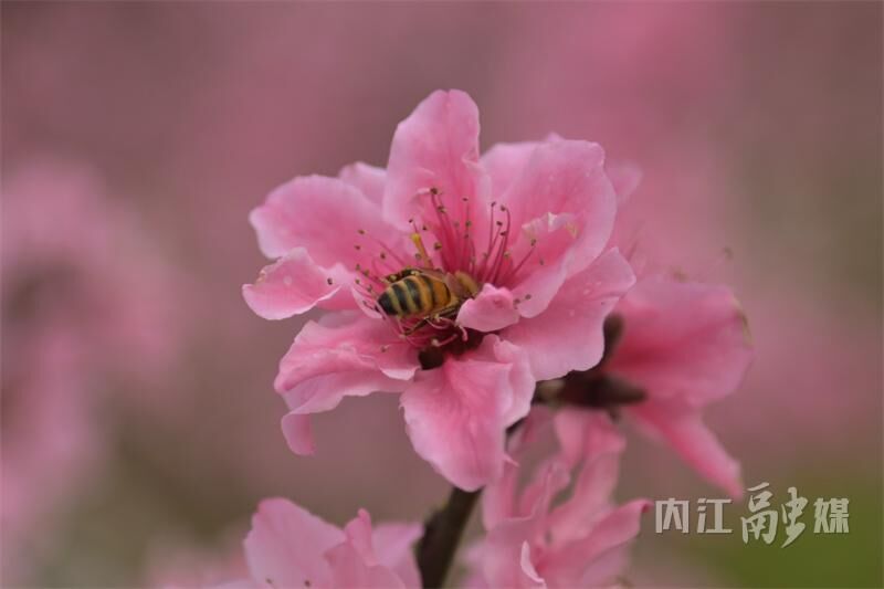 桃花朵朵开！来内江这里享春光——-12.jpg