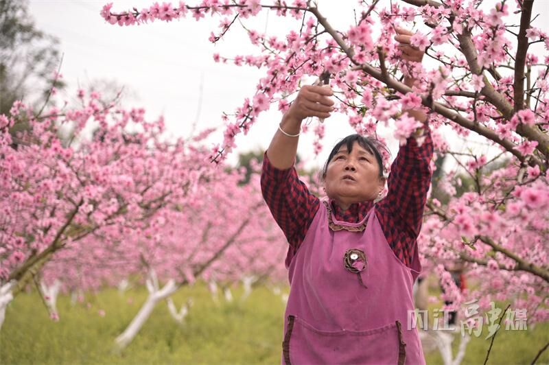 桃花朵朵开！来内江这里享春光——-8.jpg