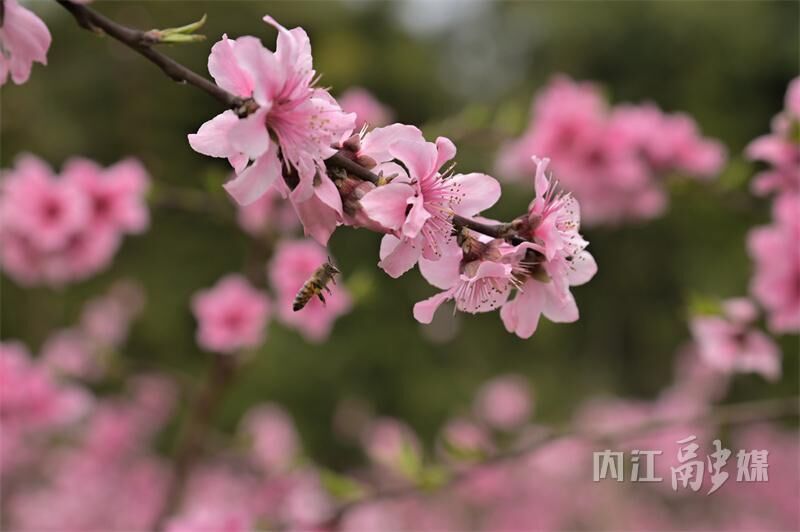 桃花朵朵开！来内江这里享春光——-6.jpg