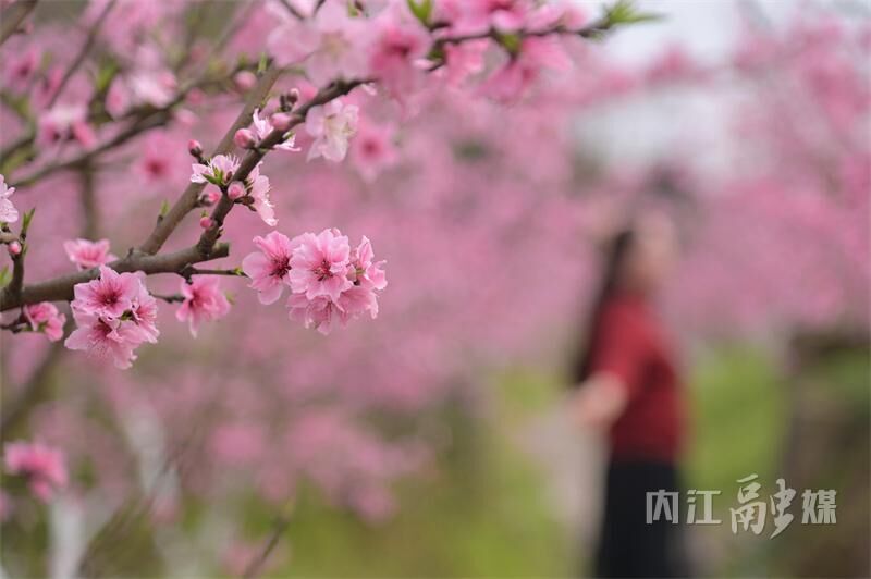 桃花朵朵开！来内江这里享春光——-15.jpg