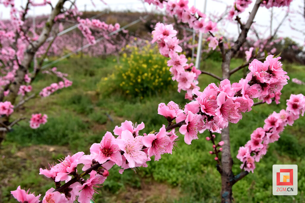 荣县新桥镇沙湾村百亩桃花盛开-1.jpg