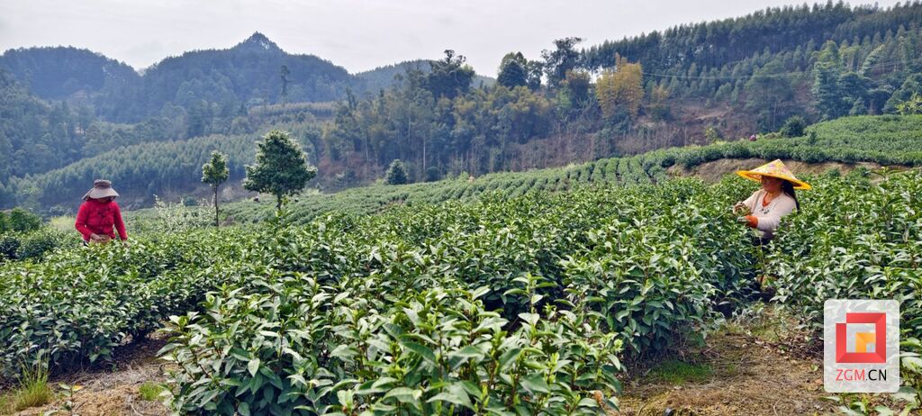 荣县长山镇：春白茶迎来采摘“黄金期” 茶农抢“鲜”喜摘致富叶-2.jpg