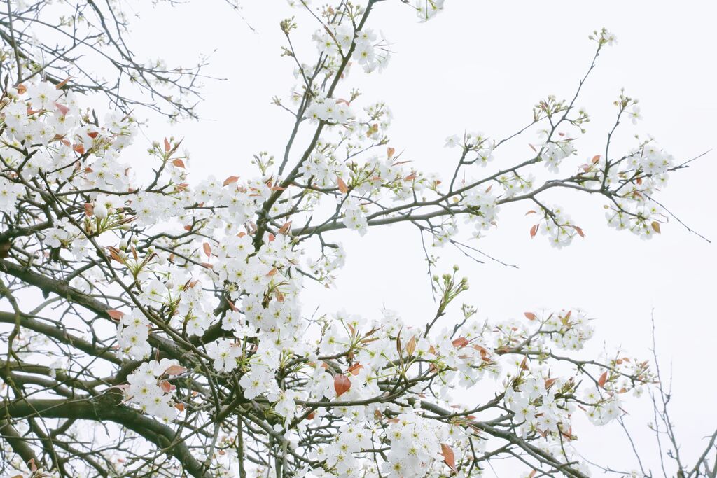 春有约，花不误！贡井这里的梨花开了~-2.jpg