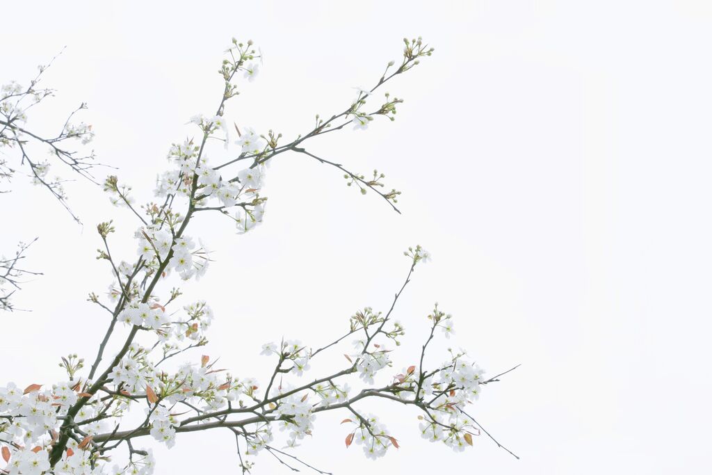 春有约，花不误！贡井这里的梨花开了~-1.jpg