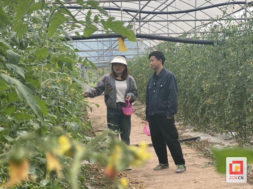 社会百业 | 百胜村：小番茄“出村进城” 游客近郊采果享乐趣-1.jpg