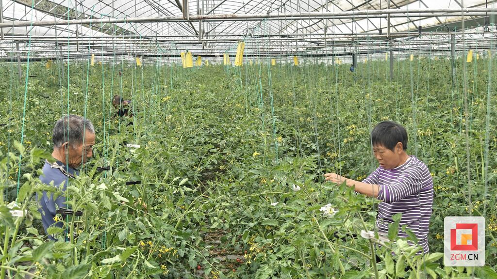 社会百业 | 百胜村：小番茄“出村进城” 游客近郊采果享乐趣-3.jpg