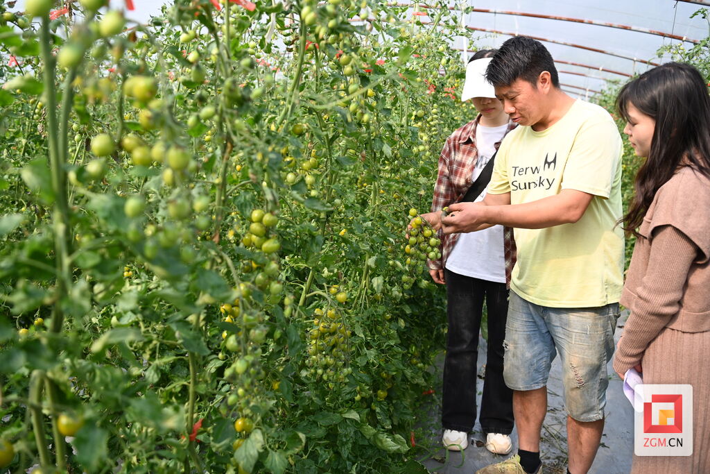 荣县鼎新镇：彩虹番茄 缤纷来袭-1.jpg