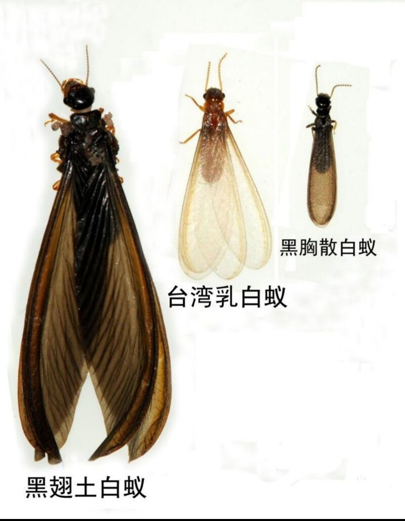 白蚁分飞，几招教你如何对付家中烦人的“飞蚂蚁”-1.jpg