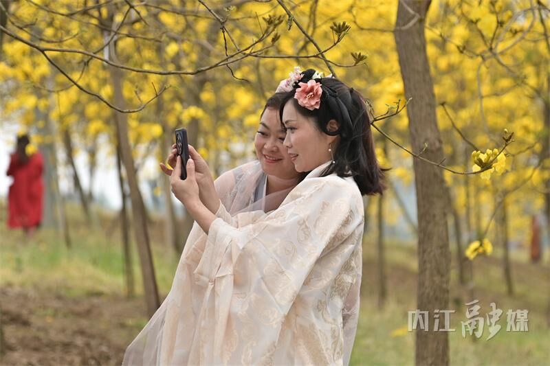 美得很！内江这片金色“花海”等你来打卡-4.jpg
