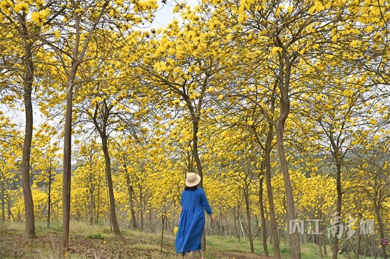 美得很！内江这片金色“花海”等你来打卡-1.jpg