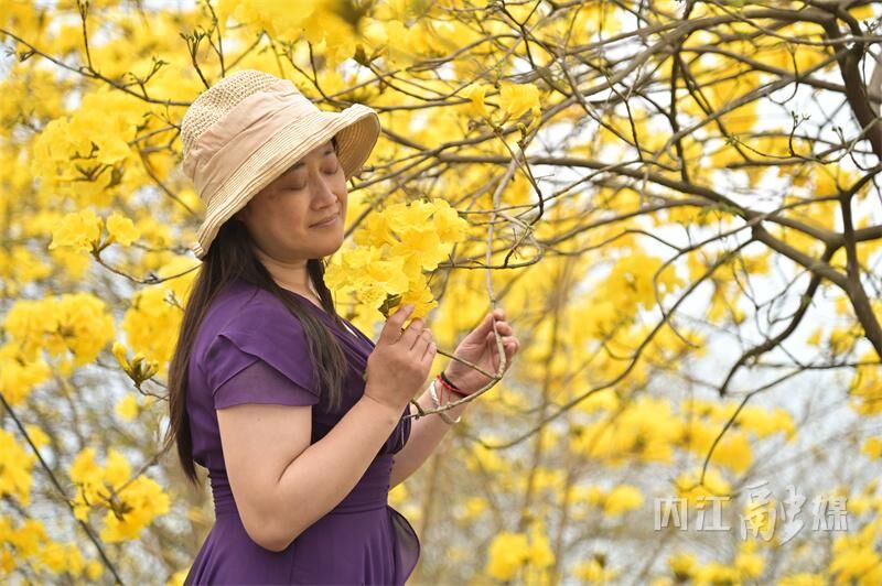 美得很！内江这片金色“花海”等你来打卡-8.jpg