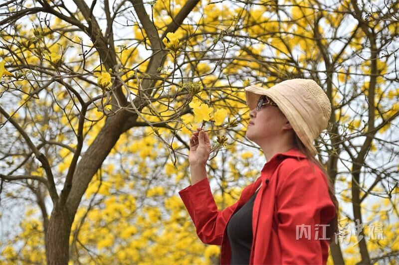 美得很！内江这片金色“花海”等你来打卡-9.jpg