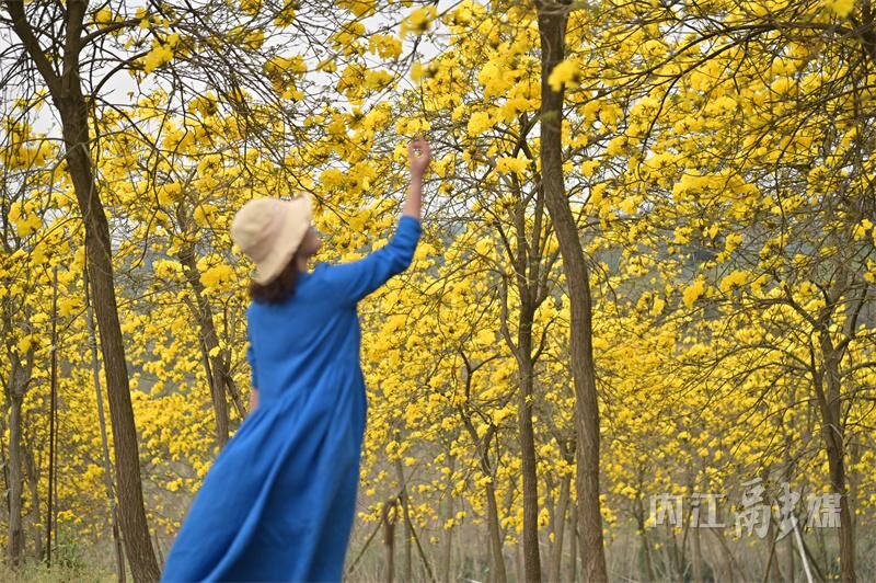 美得很！内江这片金色“花海”等你来打卡-5.jpg