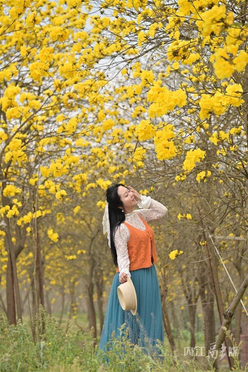 美得很！内江这片金色“花海”等你来打卡-11.jpg