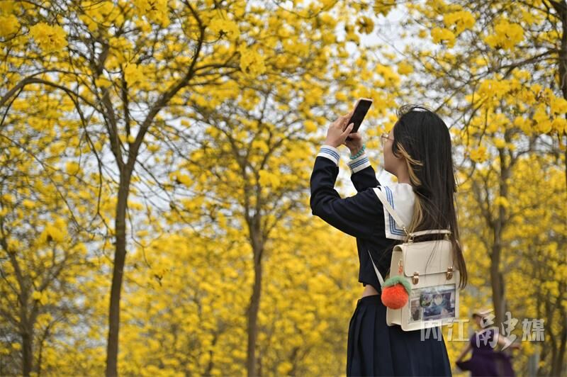 美得很！内江这片金色“花海”等你来打卡-7.jpg