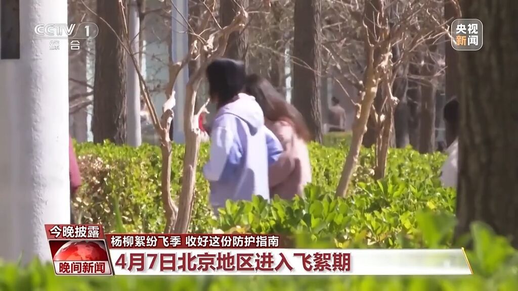 杨柳絮纷飞季 收好这份防护指南-1.jpg