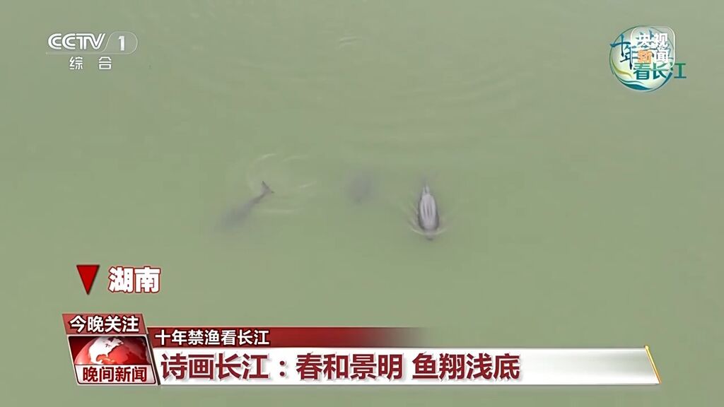 长江鱼类野外种群恢复如何？还需要持续禁渔吗？-2.jpg