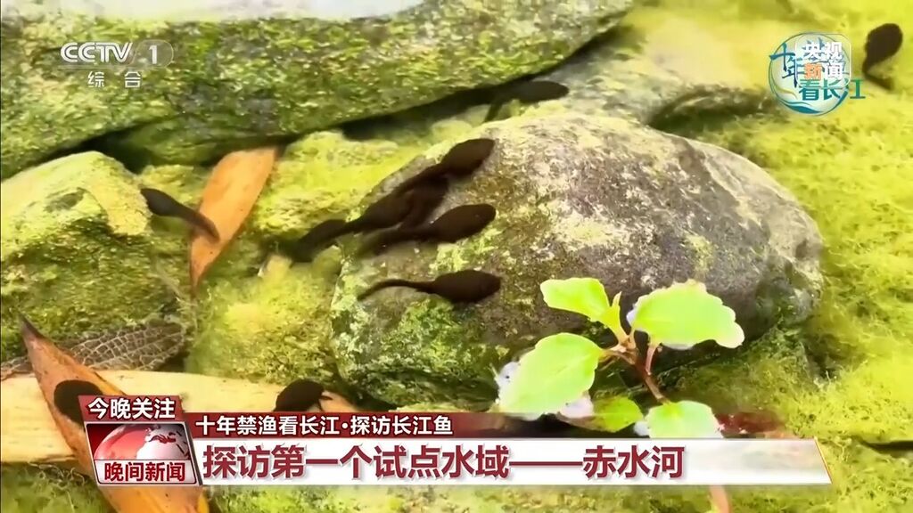 长江鱼类野外种群恢复如何？还需要持续禁渔吗？-7.jpg