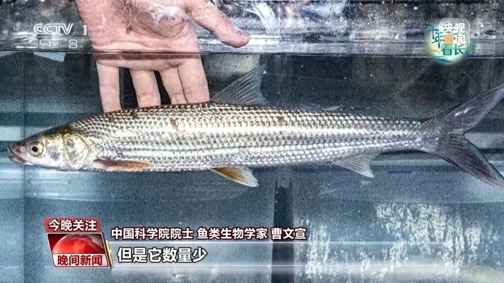 长江鱼类野外种群恢复如何？还需要持续禁渔吗？-11.jpg