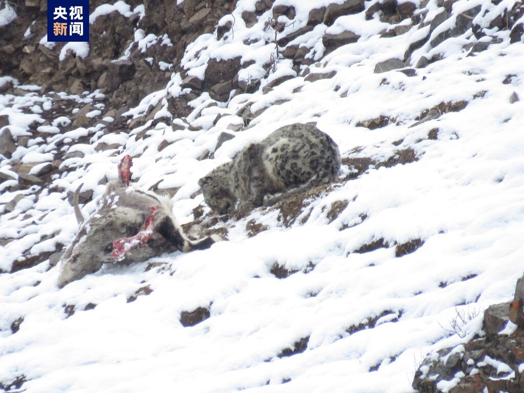 “雪山之王”珍贵影像 四川石渠首次拍到雪豹进食画面-1.jpg