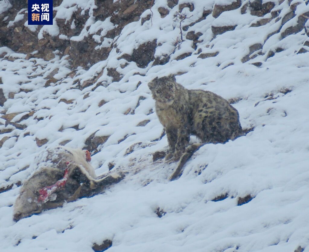 “雪山之王”珍贵影像 四川石渠首次拍到雪豹进食画面-2.jpg