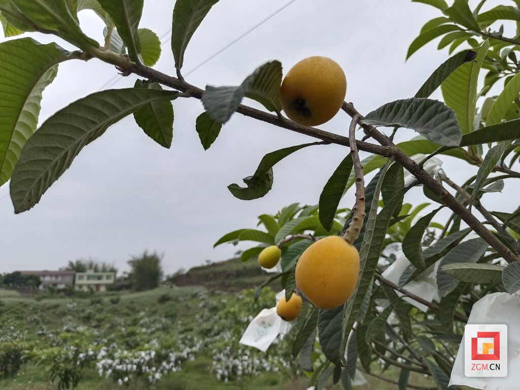 富顺县：来尝一口夏天的清甜 琵琶镇上枇杷熟了-1.jpg